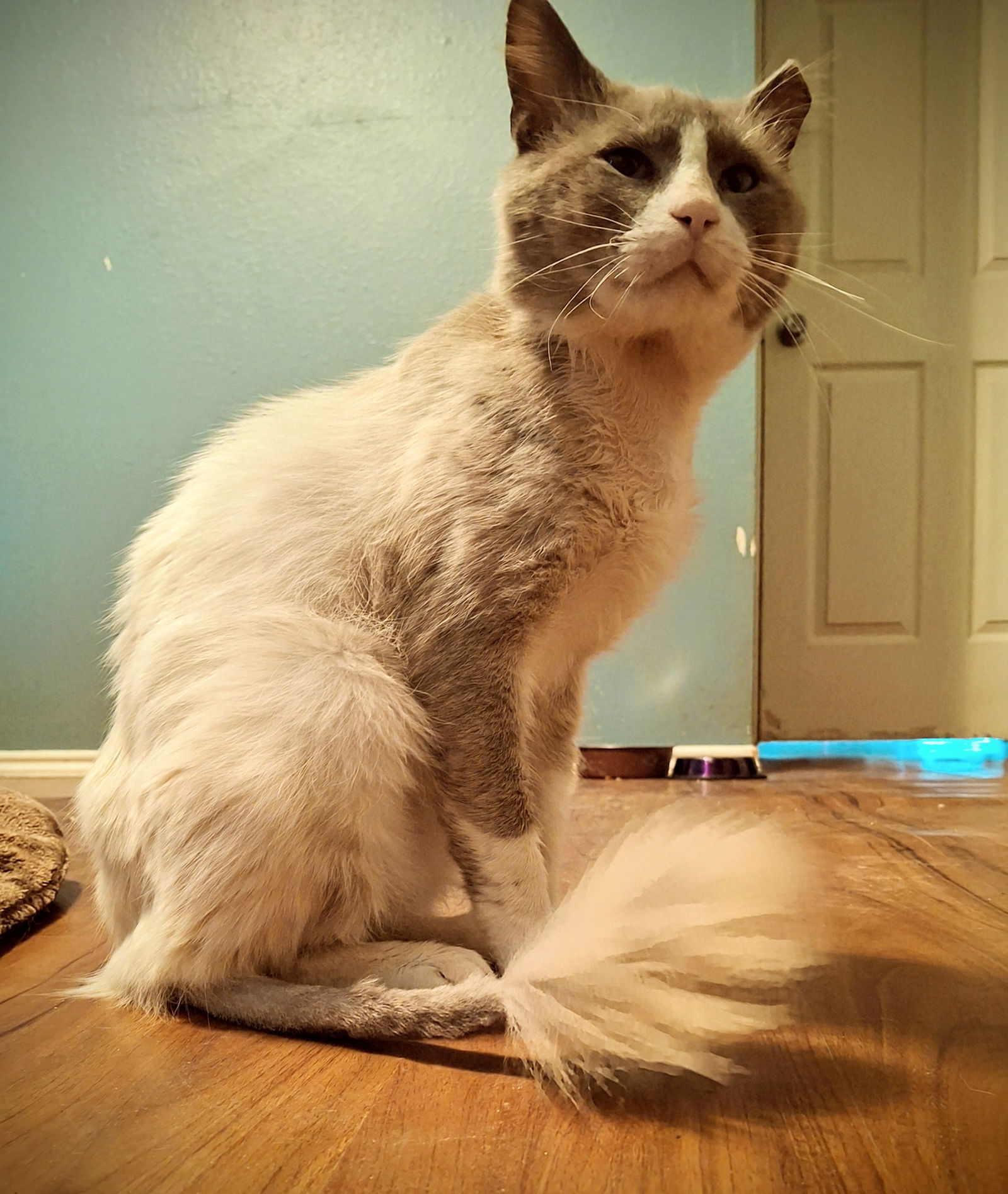Mr Pickles #streetwise-sophisticat, an adoptable Ragdoll, Snowshoe in Houston, TX, 77005 | Photo Image 2