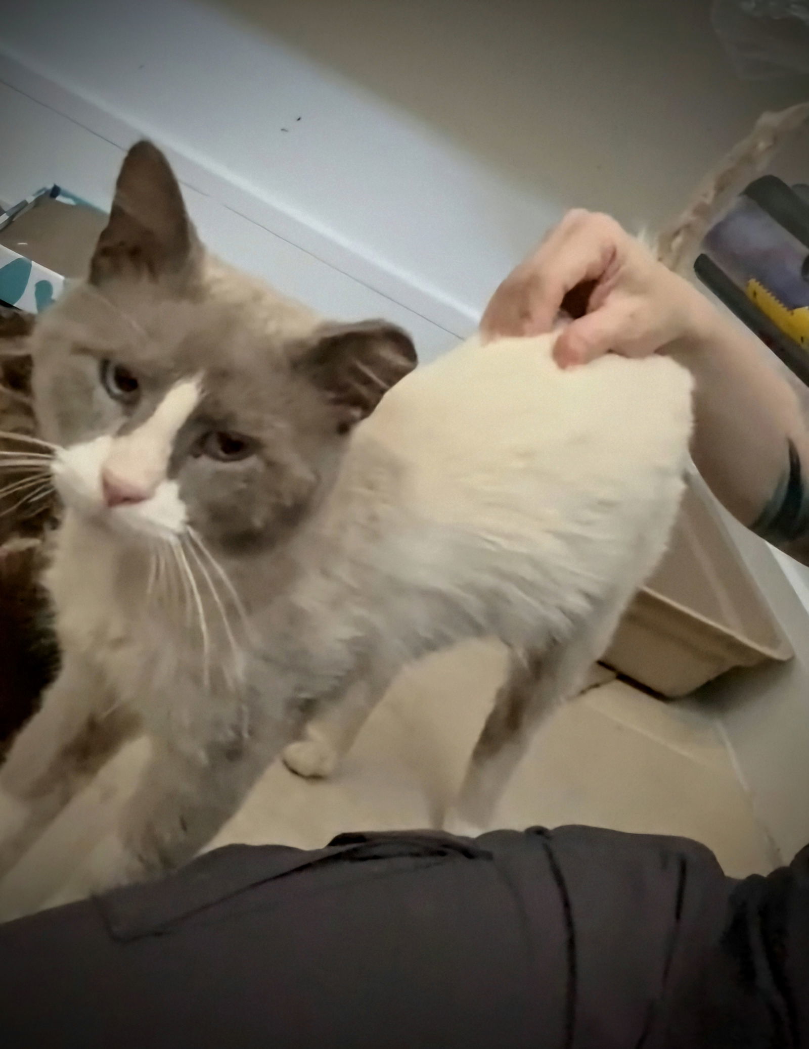 Mr Pickles #streetwise-sophisticat, an adoptable Ragdoll, Snowshoe in Houston, TX, 77005 | Photo Image 3