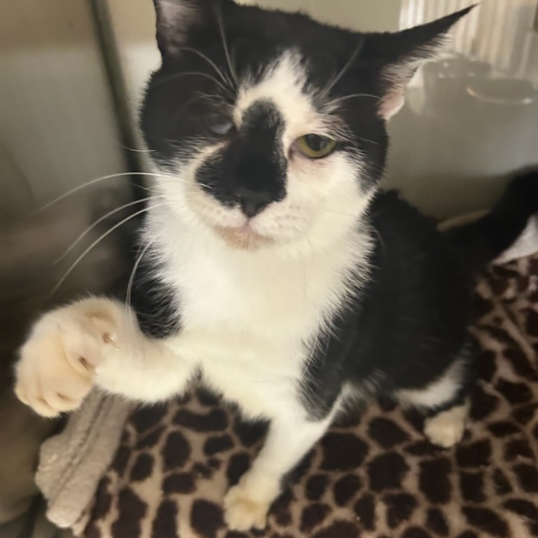 Oreo