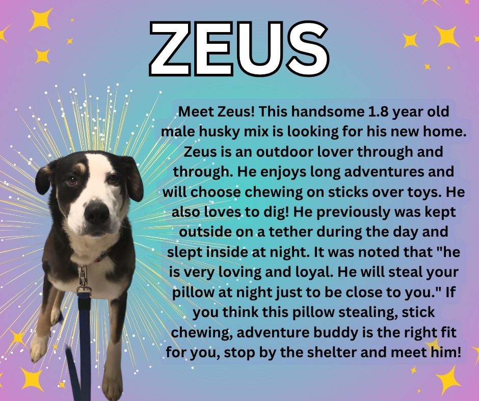 Zeus, an adoptable Husky in Kenai, AK, 99611 | Photo Image 1