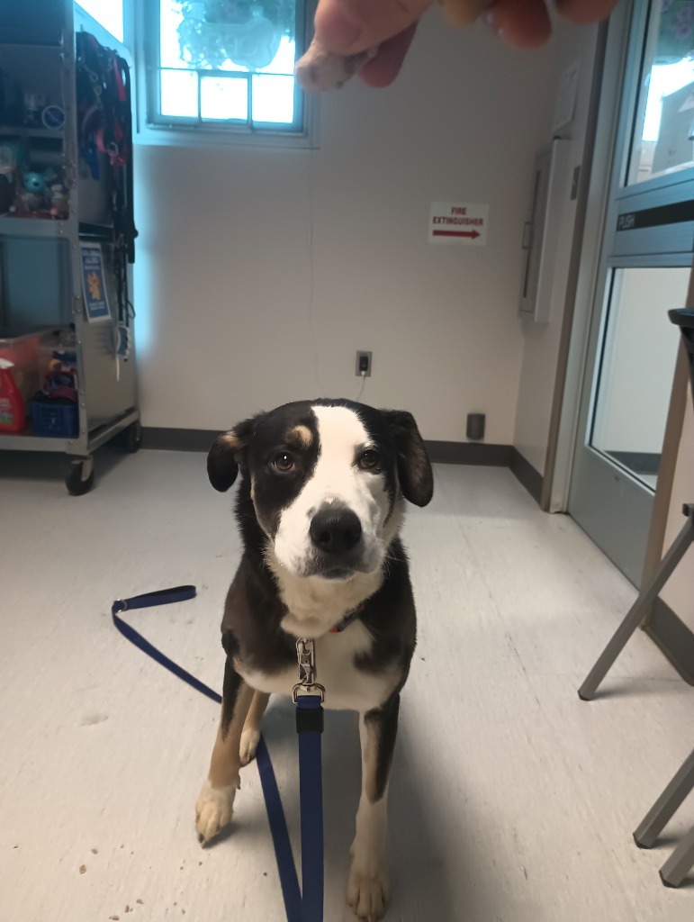 Zeus, an adoptable Husky in Kenai, AK, 99611 | Photo Image 2