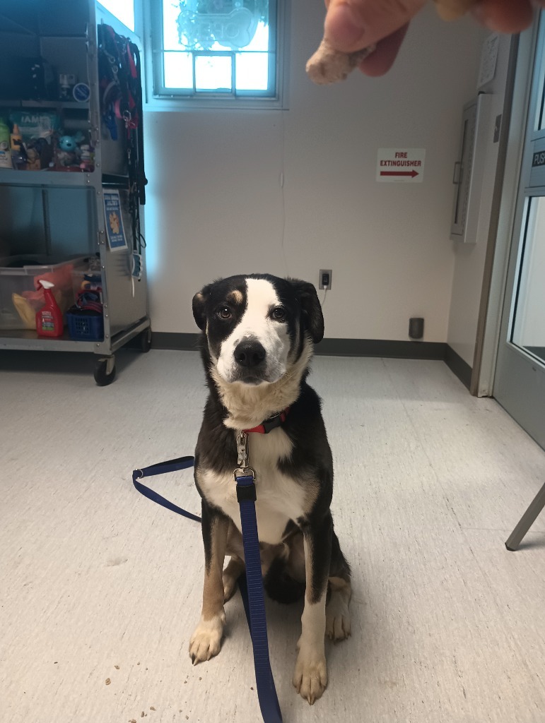 Zeus, an adoptable Husky in Kenai, AK, 99611 | Photo Image 3