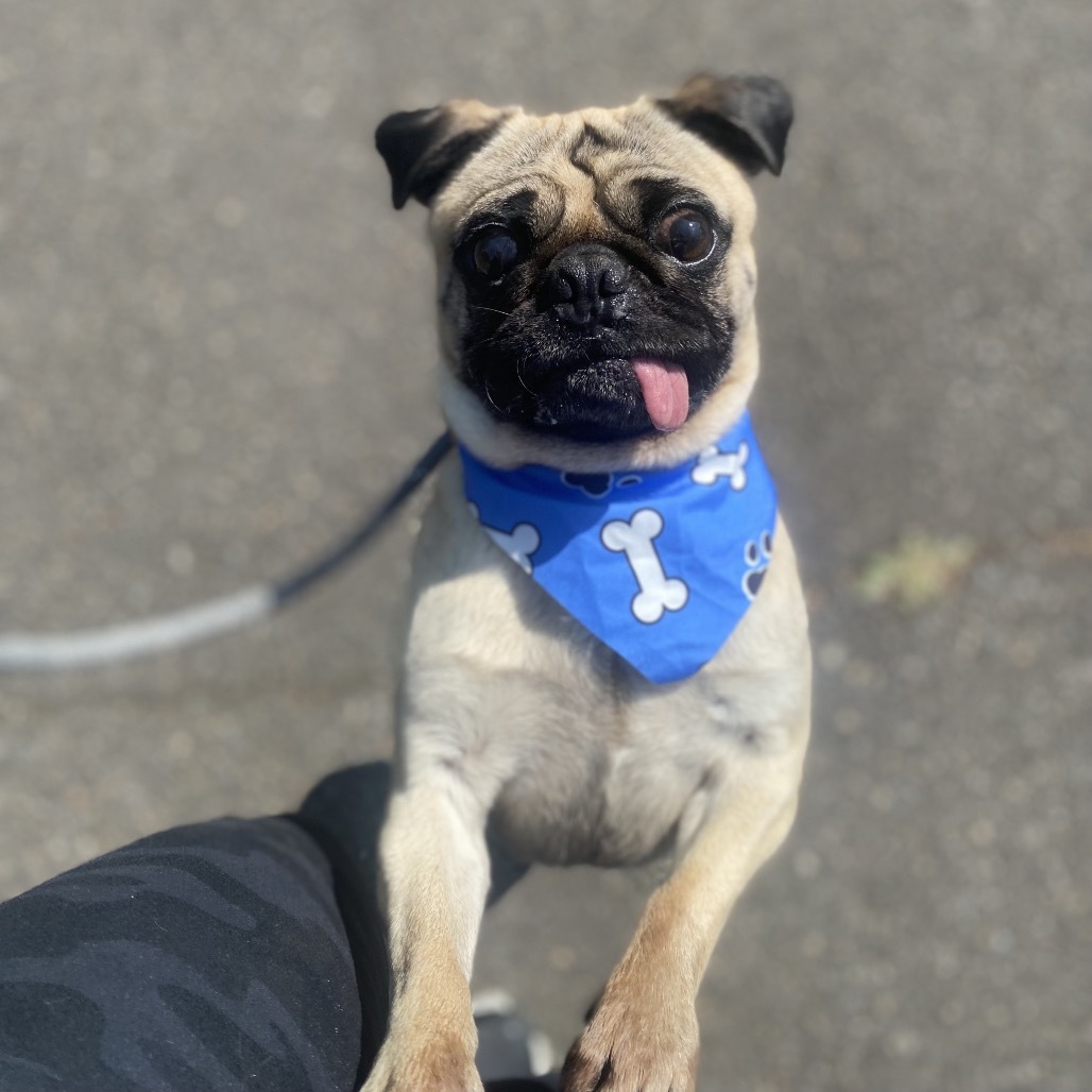 Bruno