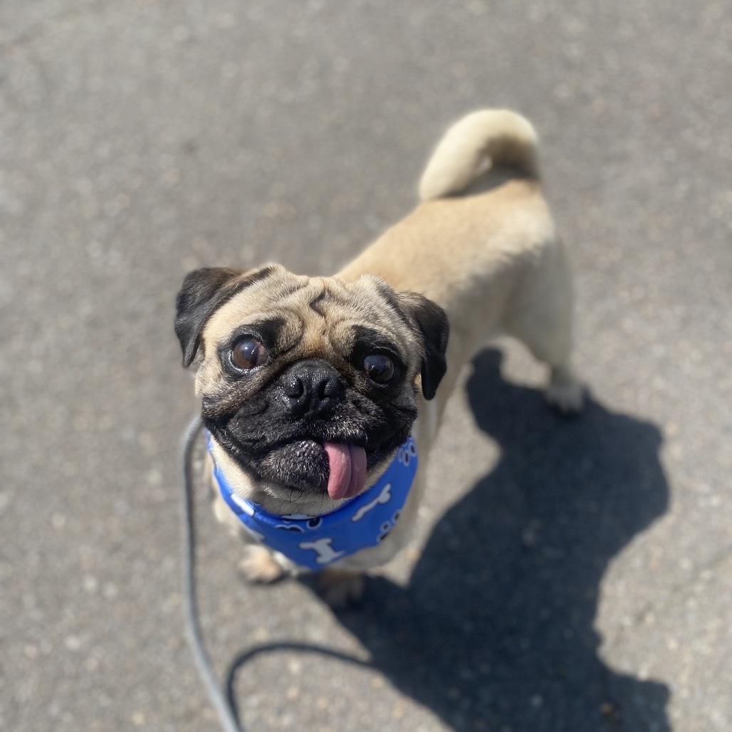 Bruno