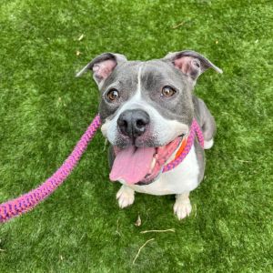 Nalalala, Adult Female Mixed Breed