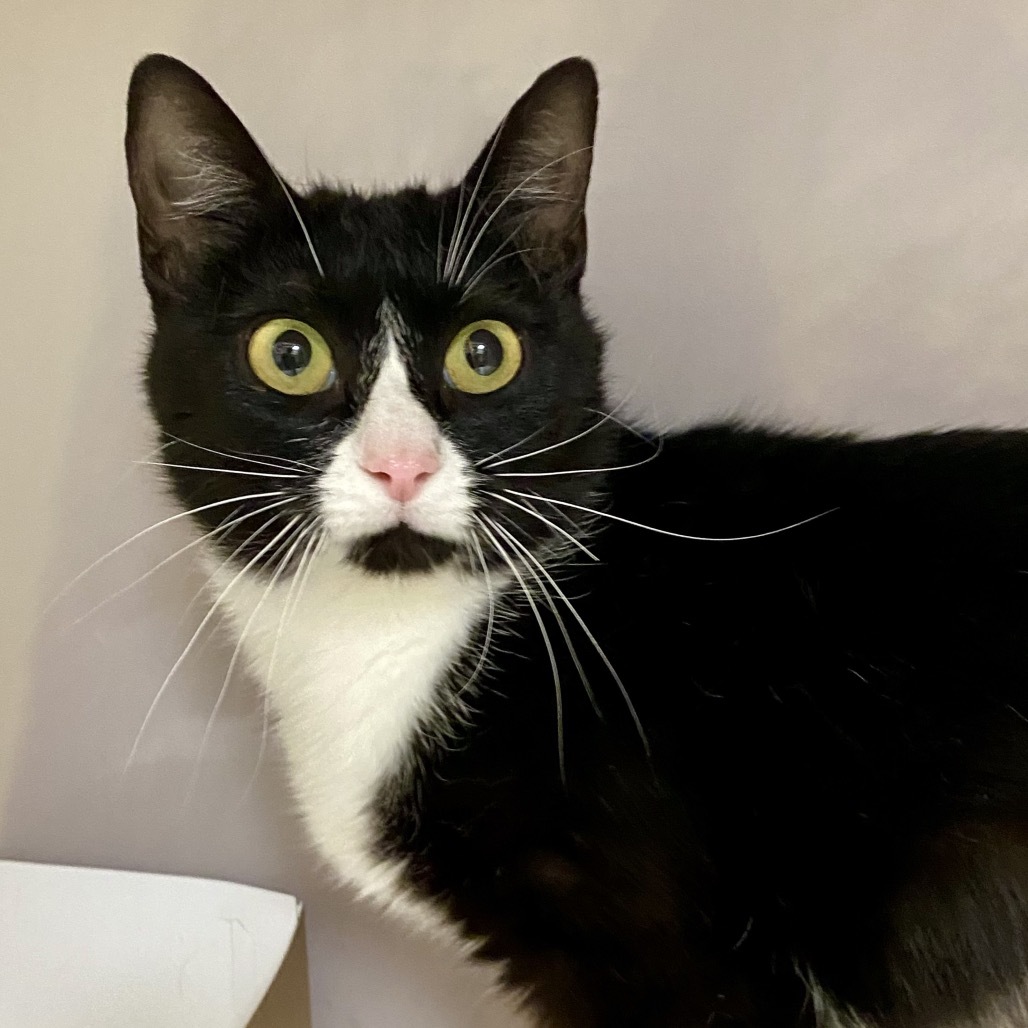 Muffin, an adoptable Domestic Short Hair in Reno, NV, 89502 | Photo Image 1