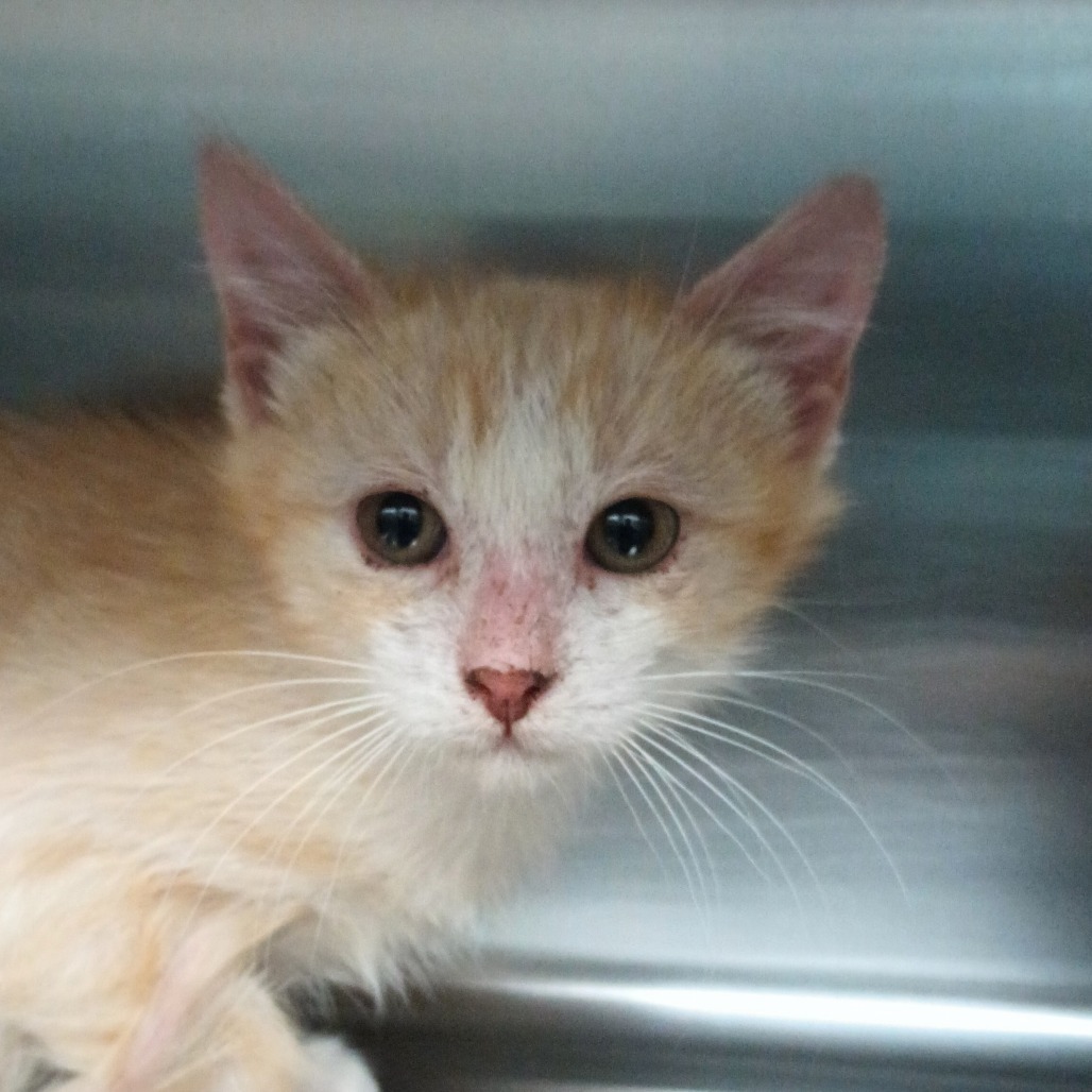 Instagram, an adoptable Domestic Medium Hair in Reno, NV, 89502 | Photo Image 1