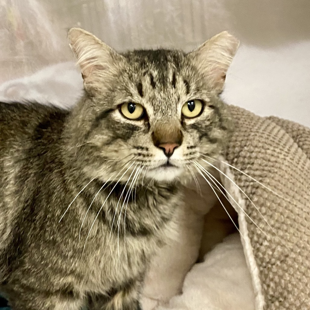 Toast, an adoptable Domestic Long Hair in Reno, NV, 89502 | Photo Image 1