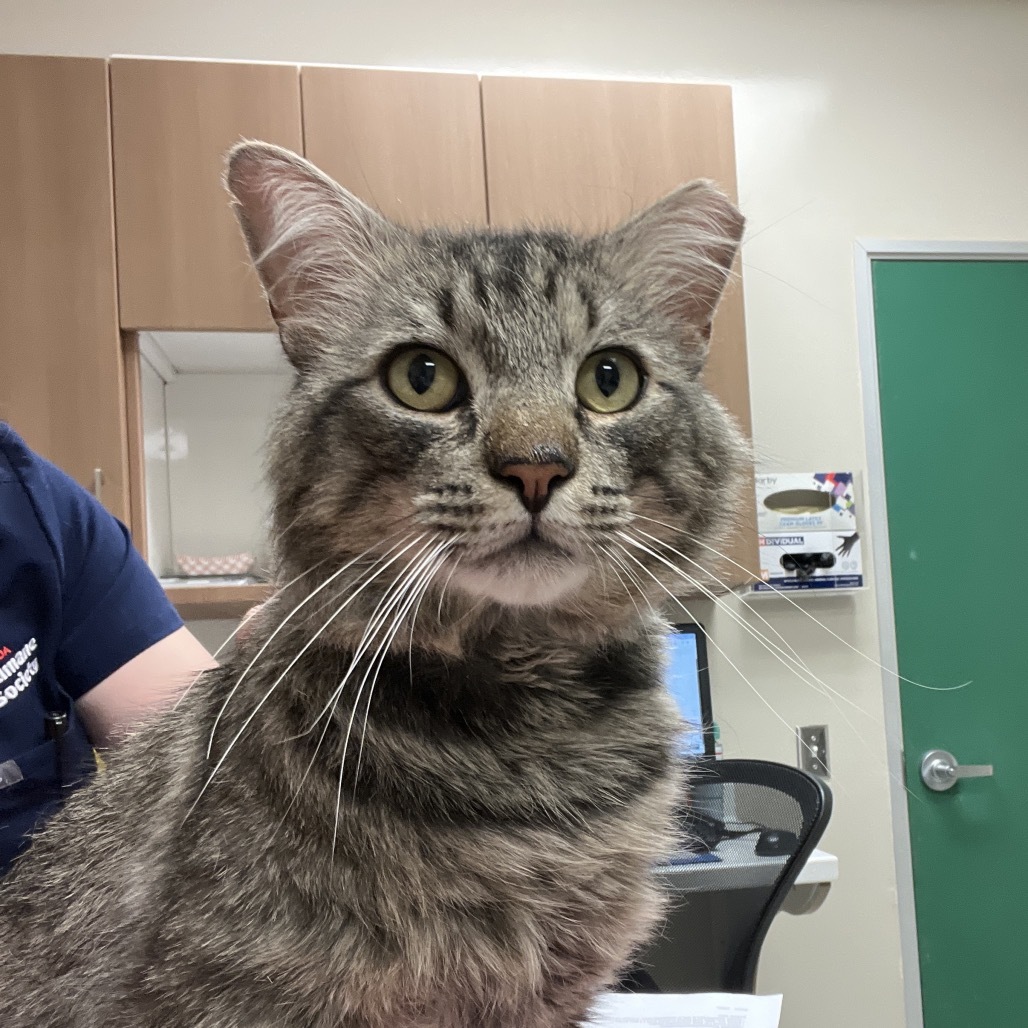 Toast, an adoptable Domestic Long Hair in Reno, NV, 89502 | Photo Image 2