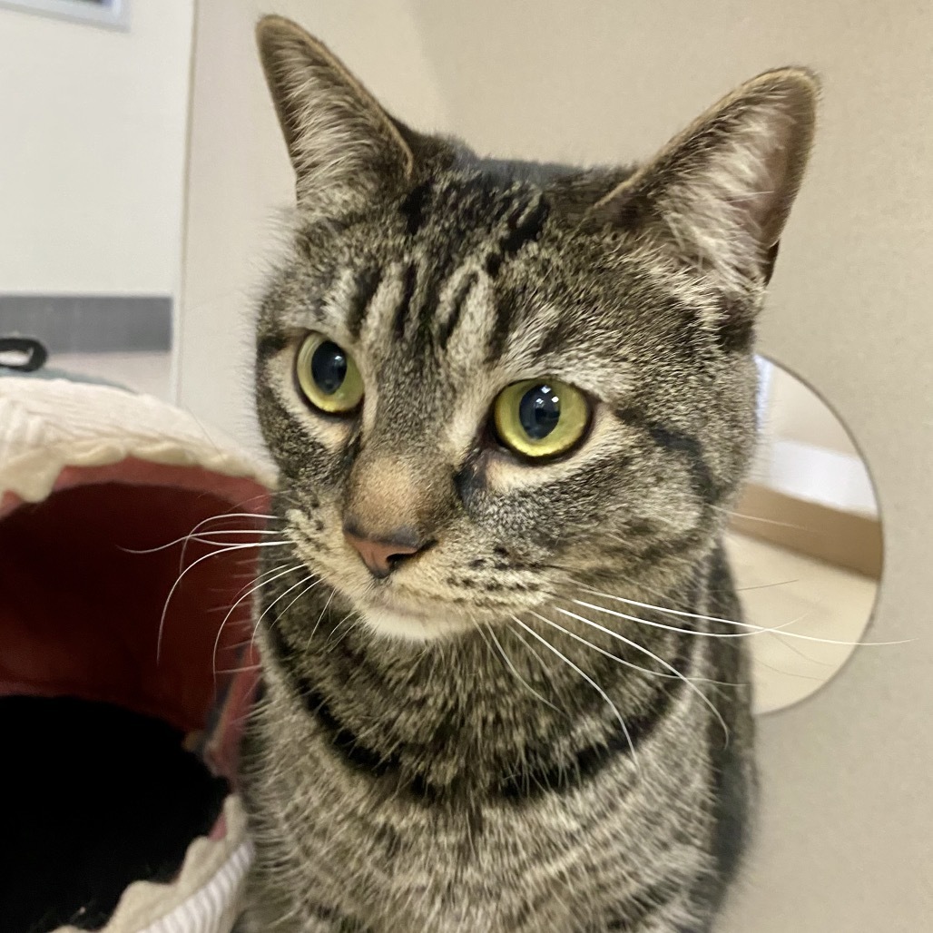 Beiju, an adoptable Domestic Short Hair in Reno, NV, 89502 | Photo Image 1