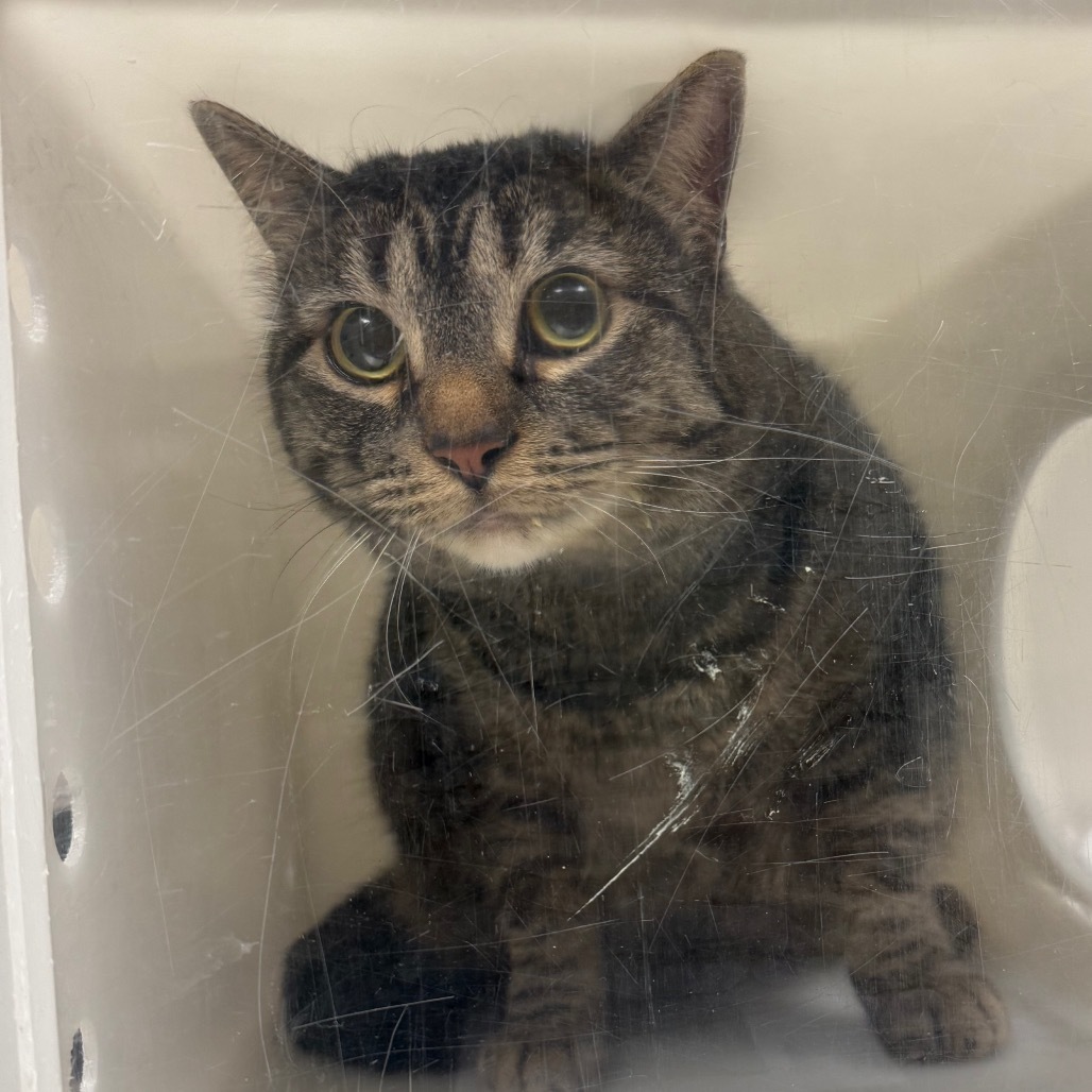 Beiju, an adoptable Domestic Short Hair in Reno, NV, 89502 | Photo Image 2