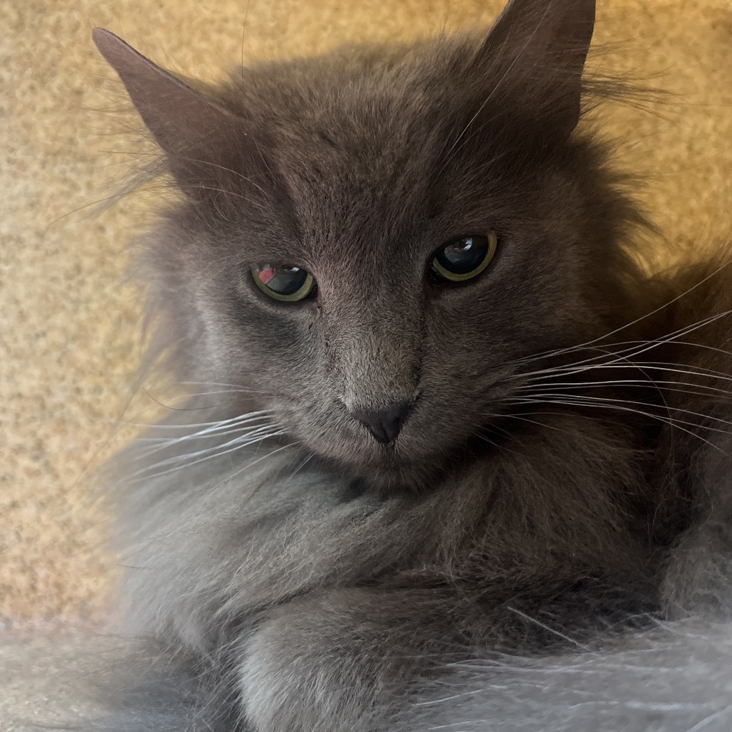 Sparky, an adoptable Domestic Long Hair in Reno, NV, 89502 | Photo Image 1