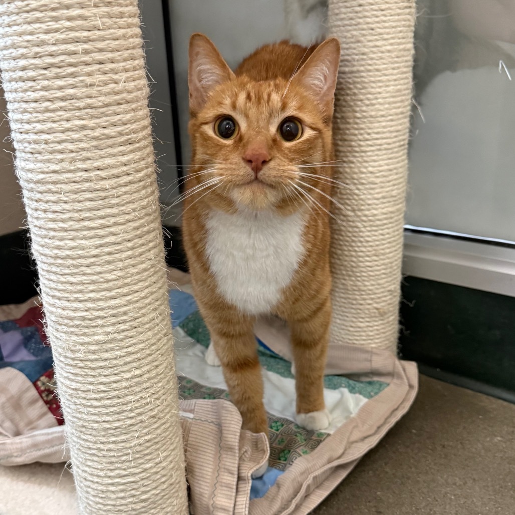 Magus, an adoptable Domestic Medium Hair in Reno, NV, 89502 | Photo Image 1