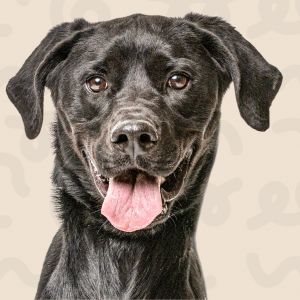 River, Adult Male Black Labrador Retriever