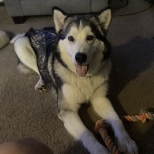 Grace, Senior Female Alaskan Malamute