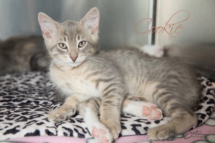 Cookie At Petco Tatum thumbnail 1