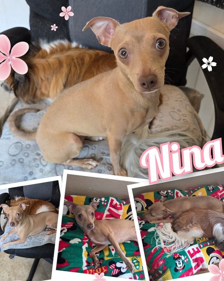 Nina