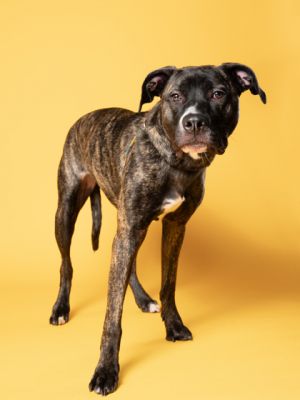 Zelda, Adult Female Pit Bull Terrier