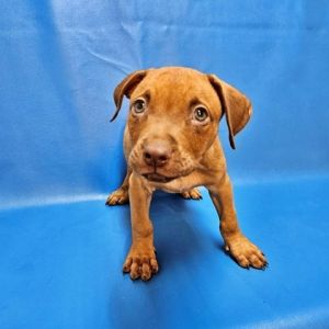 Bryson, Baby Male Brittany Spaniel