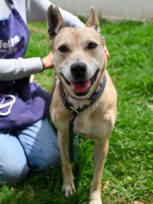 Marcelle caught our eye with her pretty golden fur but captured our heart with her sweet and affecti