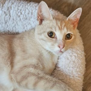 Honey, Young Female Domestic Short Hair