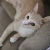 Honey photo 3