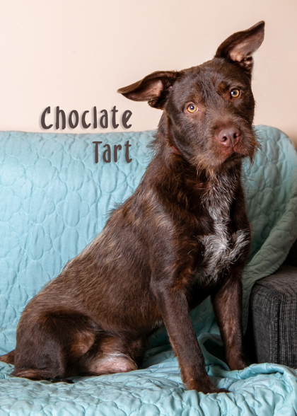 Chocolate Tart