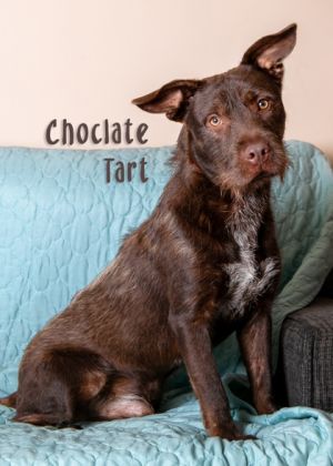 Chocolate Tart, Adult Male Mixed Breed