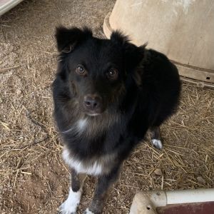 Pearl Adele, Baby Female Australian Shepherd