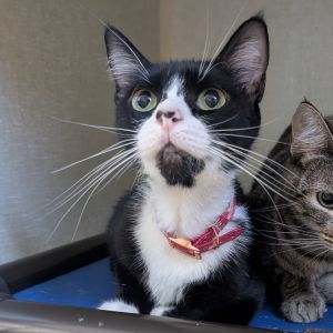 Piper, Adult Female Domestic Short Hair