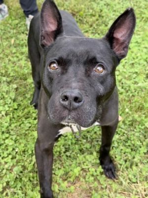 Meet Felix This sweet boy is looking for a comfy home where he can relax and be spoiled with all