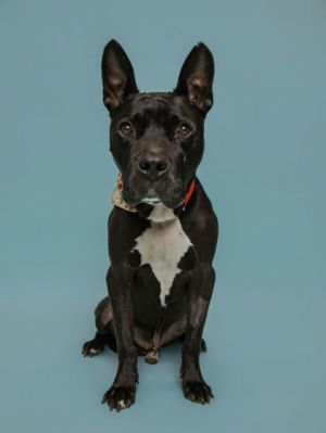 Meet Felix This sweet boy is looking for a comfy home where he can relax and be spoiled with all