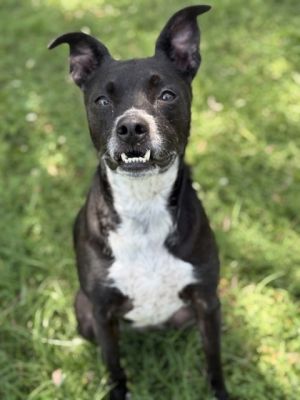Lola Bell Pit Bull Terrier Dog