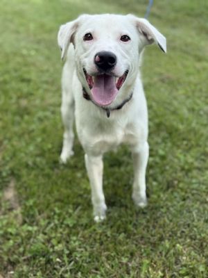 Coco, Young Male Shepherd