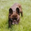 Charlie photo 1
