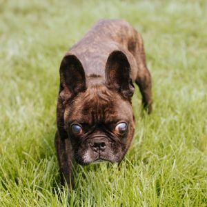 Charlie, Adult Male French Bulldog