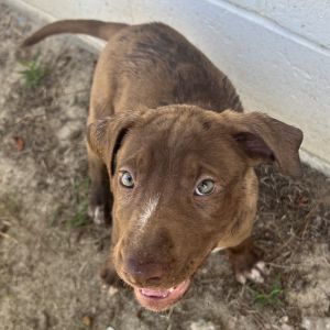 Teddy, Baby Male Hound