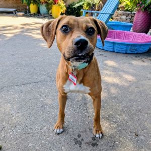 Heiress, Adult Female Labrador Retriever