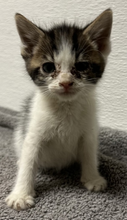 Sir