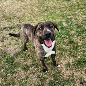 Dorthy, Adult Female Hound
