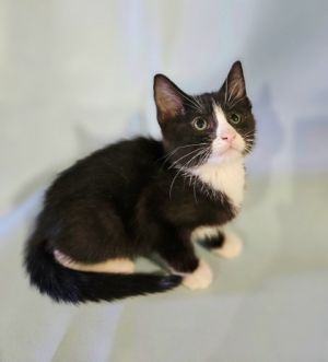 Vito, Baby Male Domestic Short Hair