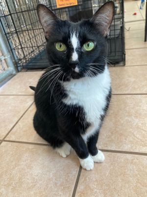 Chloe 25 / Daisey 25, Adult Female Domestic Short Hair