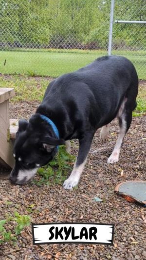 Skylar, Adult Female unknown