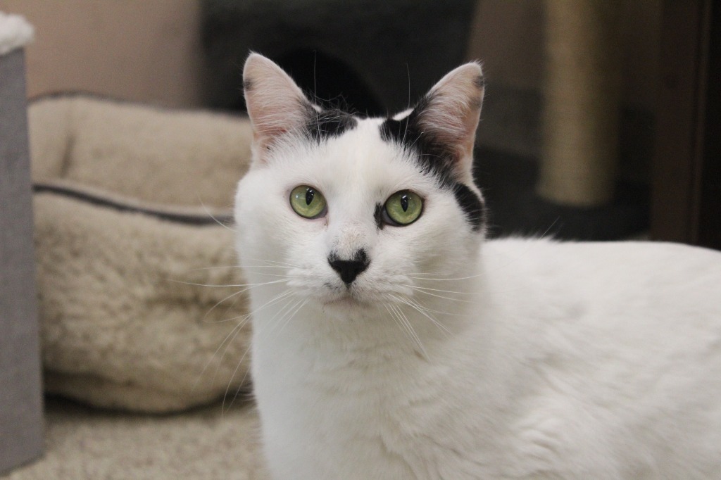 Figaro