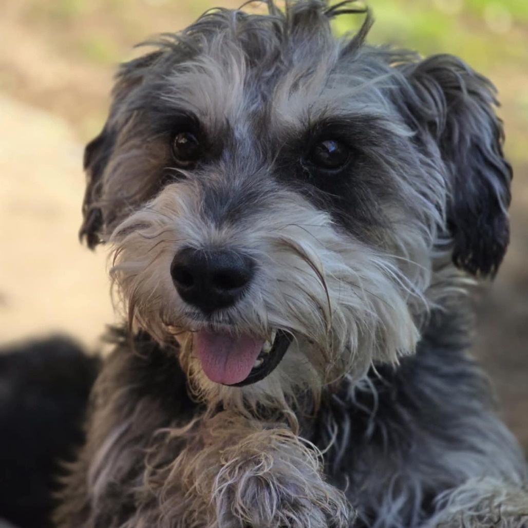 Lacy, an adoptable Schnauzer in Newton, IA, 50208 | Photo Image 1