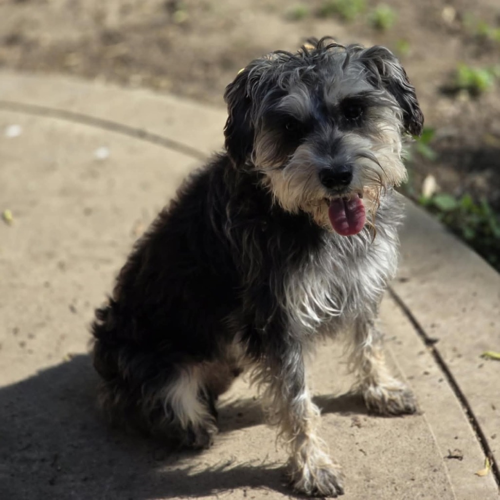 Lacy, an adoptable Schnauzer in Newton, IA, 50208 | Photo Image 2