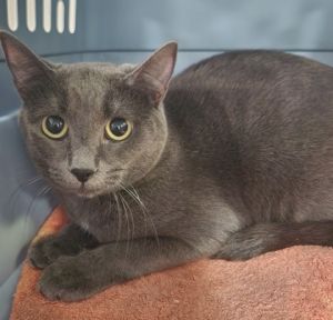 Mipha, Adult Female Domestic Short Hair