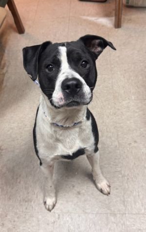 Meatball, Adult Male Mixed Breed