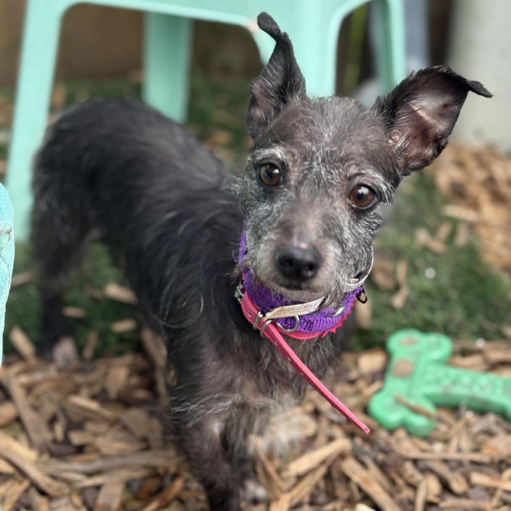 Maddie, an adoptable Schnauzer, Chihuahua in Katy, TX, 77449 | Photo Image 1
