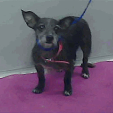 Maddie, an adoptable Schnauzer, Chihuahua in Katy, TX, 77449 | Photo Image 2